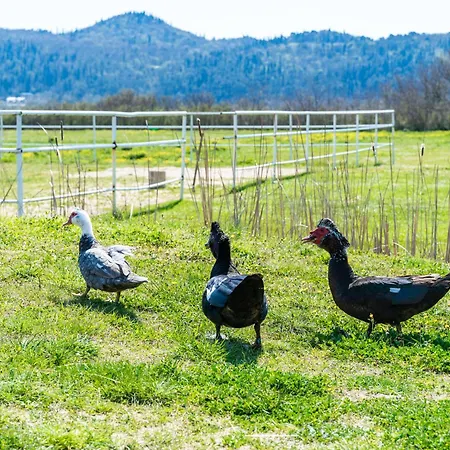 Вилла Agava, Konavle *